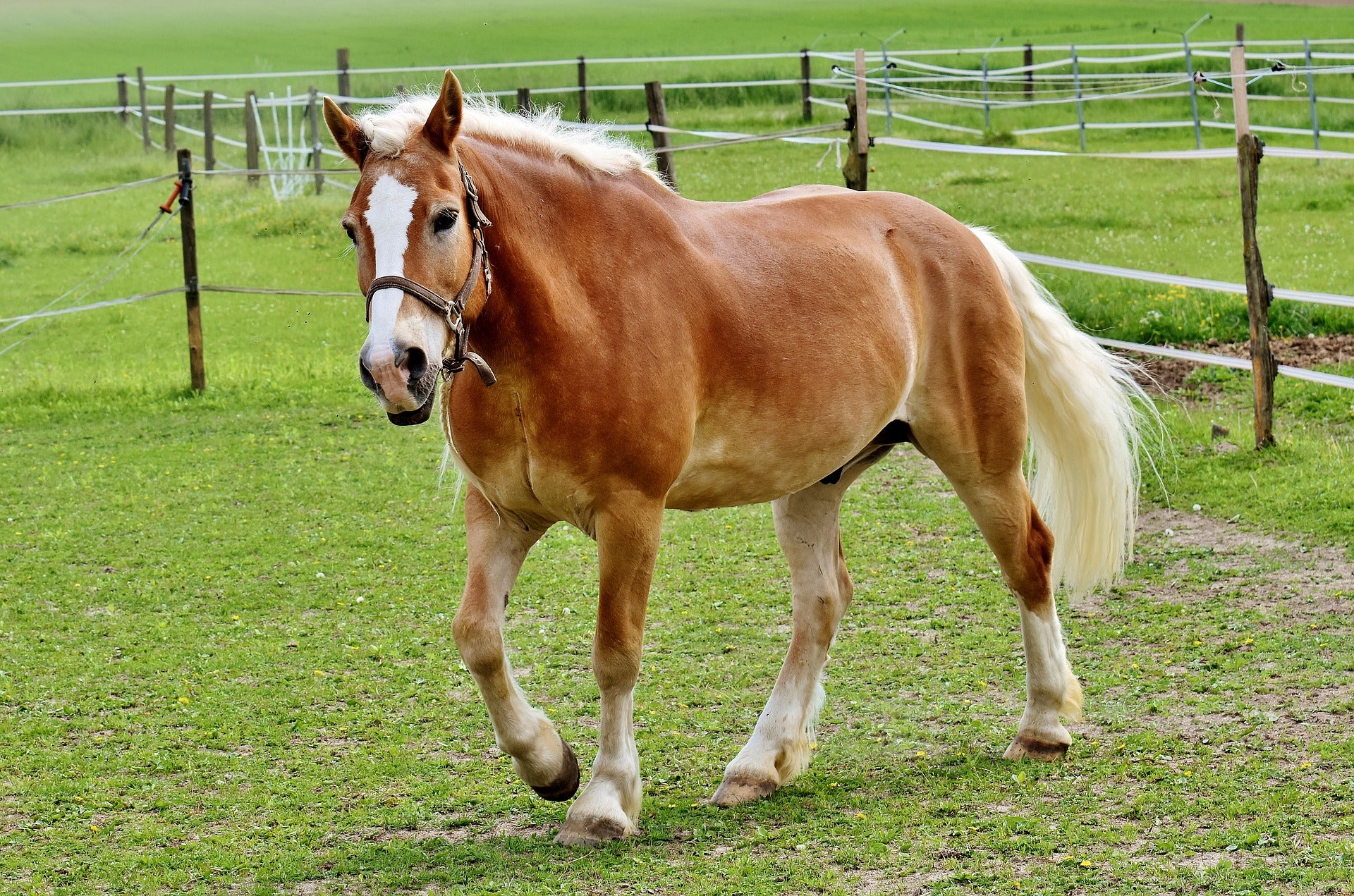 Haflinger at cheap